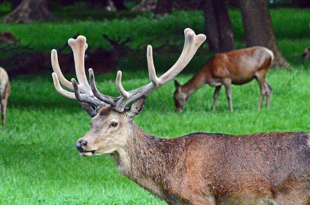 Deer Richmond park