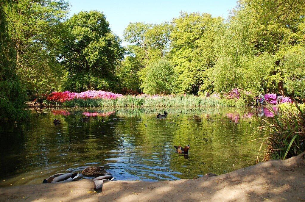 Pond in Richmond park